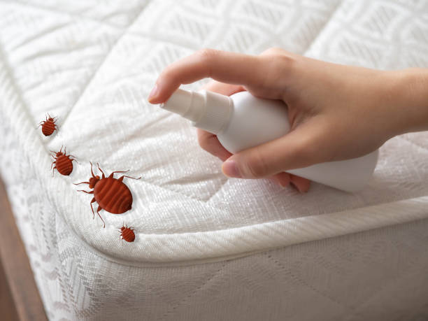 Best Bed Bug Extermination  in Angola, NY