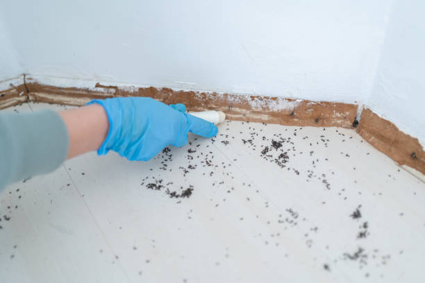 Best Termite Control Services  in Angola, NY